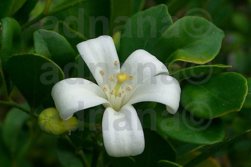  - Murraya Paniculata - Orange Jasmine