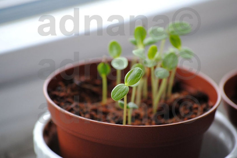  - Murraya Paniculata - Orange Jasmine