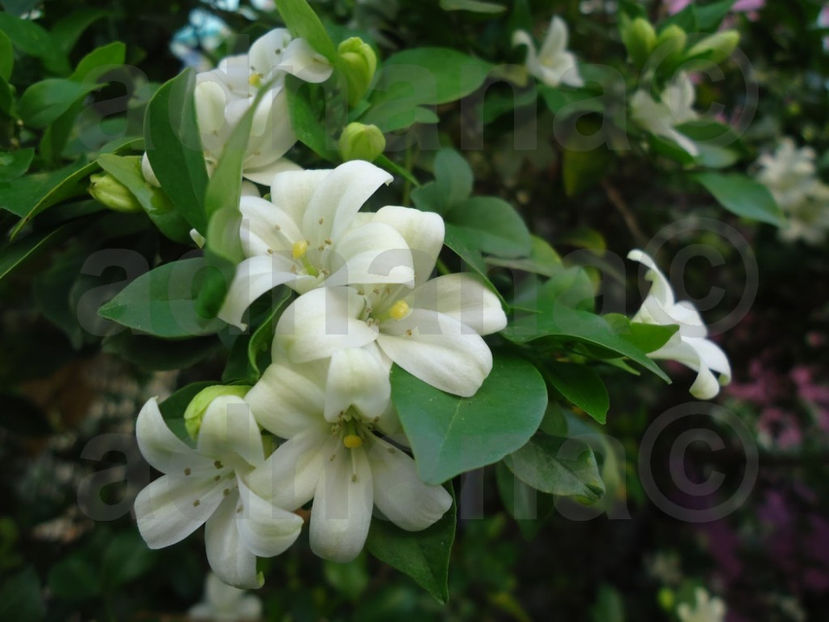  - Murraya Paniculata - Orange Jasmine