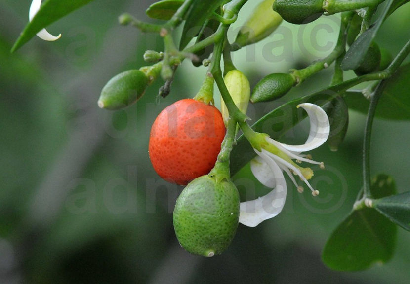  - Murraya Paniculata - Orange Jasmine