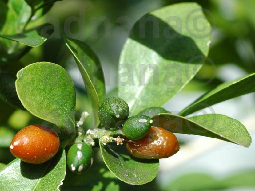  - Murraya Paniculata - Orange Jasmine