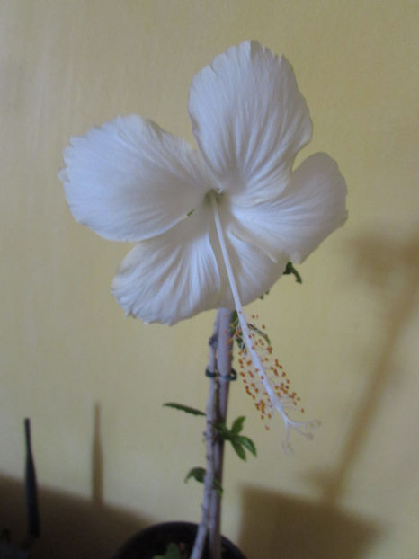  - Hibiscus 2017