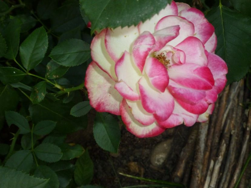 P1100723 - 001 Gradina cateva imagini