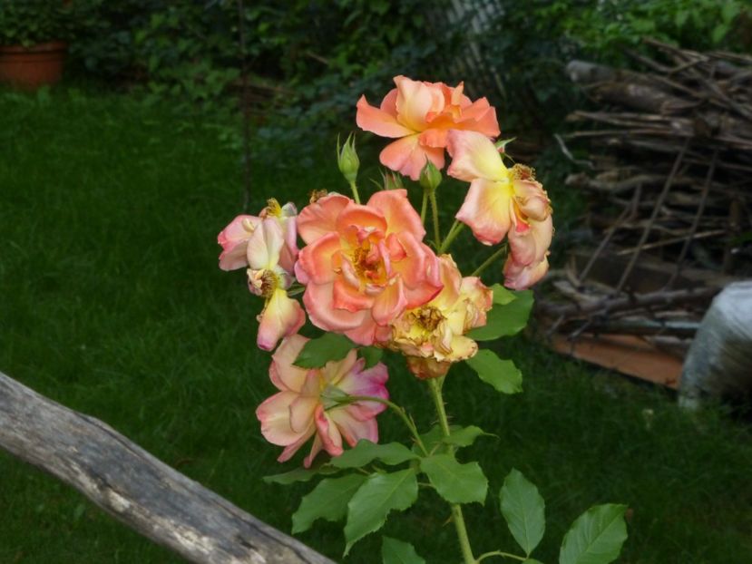 P1100725 - 001 Gradina cateva imagini