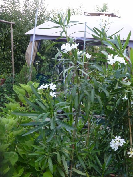 P1100663 - 002 Leandri