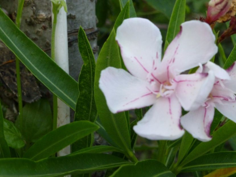 P1100695 - 002 Leandri