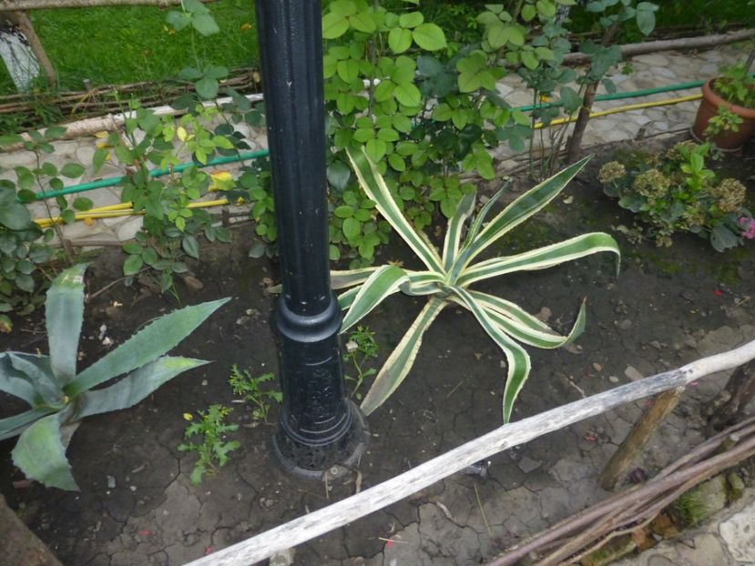 P1100713 - 001 Gradina cateva imagini