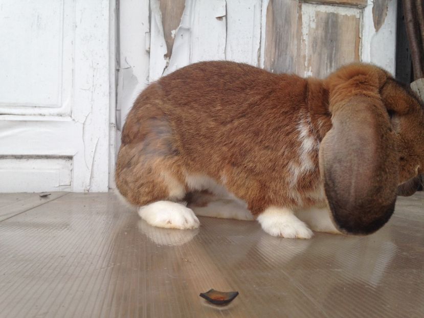 Un an - de vazare mascul