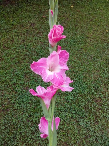  - AAAA_GLADIOLE 2015_2017_2018_2019