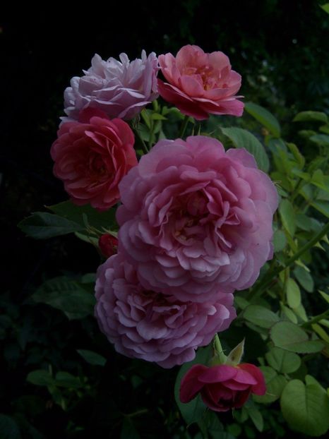 . Ina an' Mona - Rose