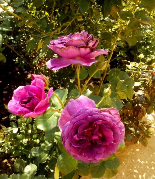 minerva - 0 TRANDAFIRI 2017