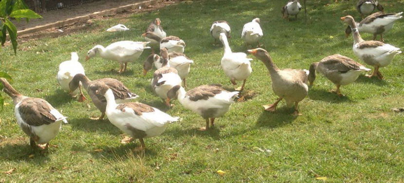  - a-Boboci de Gâscă 2017