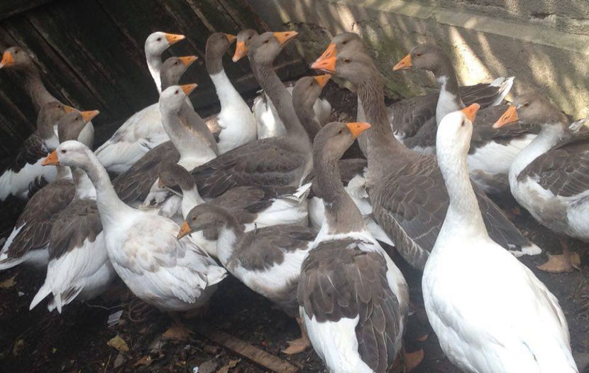  - a-Boboci de Gâscă 2017