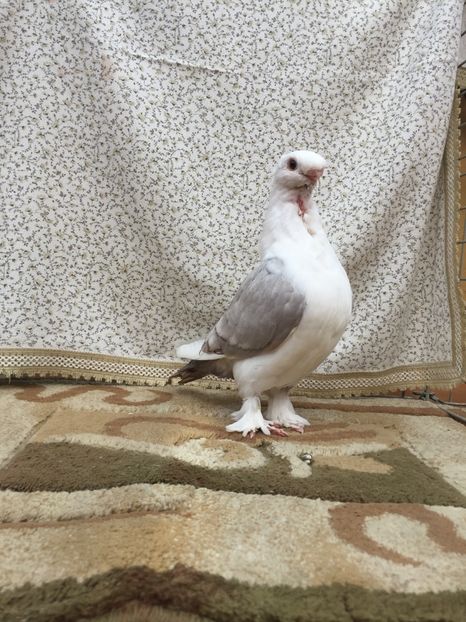  - 0000 Pui 2017 blondineti-blueti