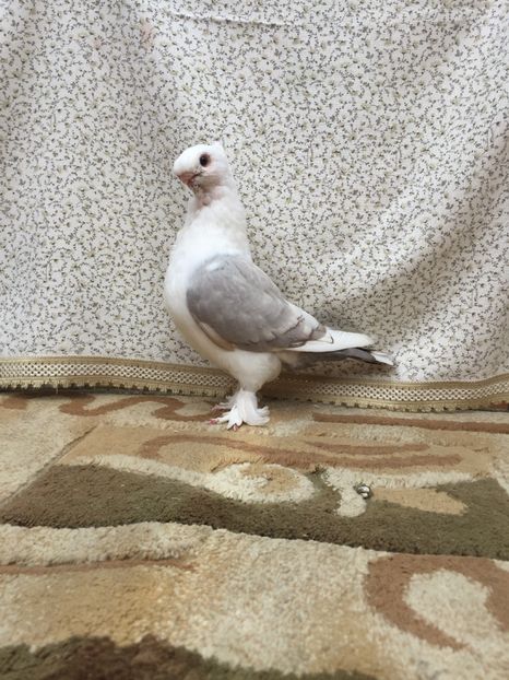  - 0000 Pui 2017 blondineti-blueti