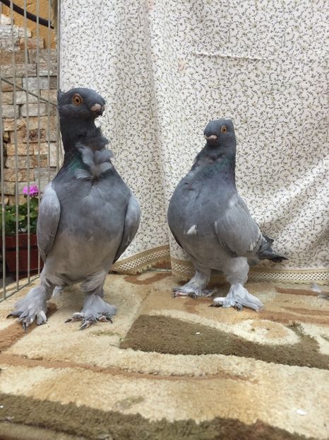  - 0000 Pui 2017 blondineti-blueti