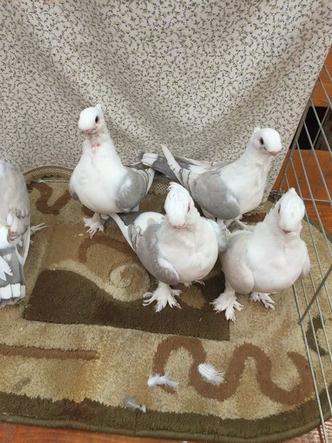  - 0000 Pui 2017 blondineti-blueti