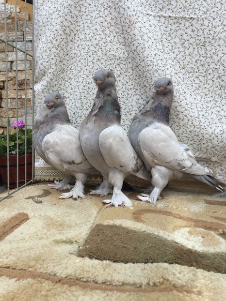  - 0000 Pui 2017 blondineti-blueti