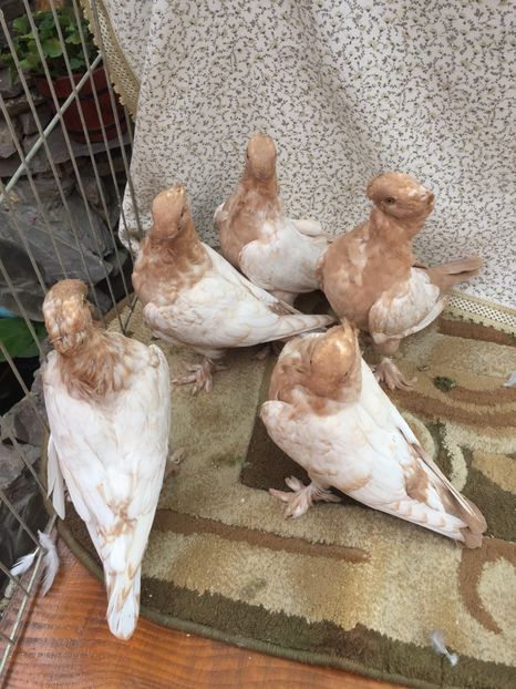  - 0000 Pui 2017 blondineti-blueti