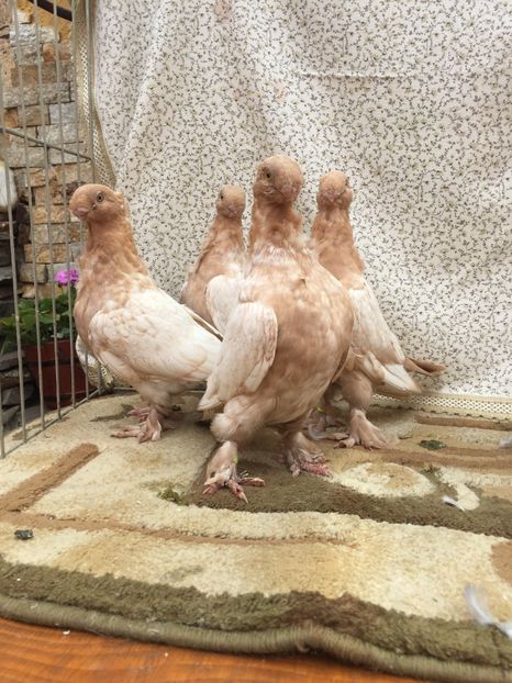  - 0000 Pui 2017 blondineti-blueti