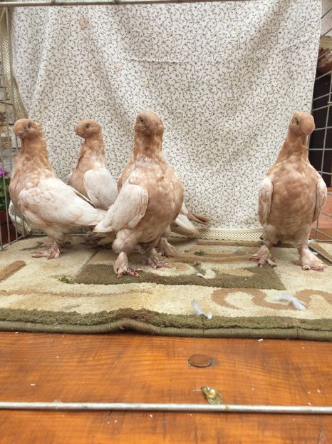  - 0000 Pui 2017 blondineti-blueti