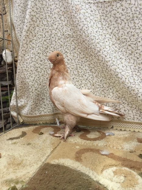  - 0000 Pui 2017 blondineti-blueti