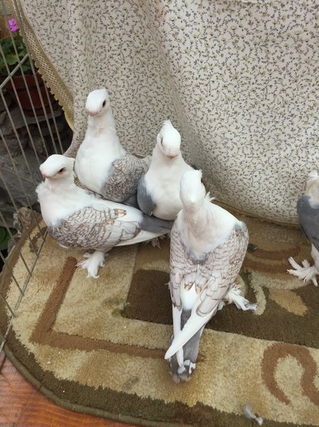  - 0000 Pui 2017 blondineti-blueti