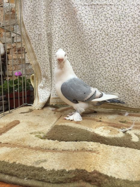  - 0000 Pui 2017 blondineti-blueti