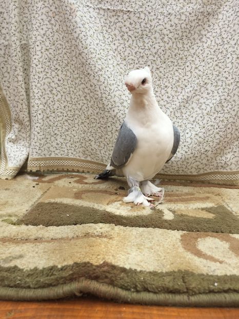  - 0000 Pui 2017 blondineti-blueti