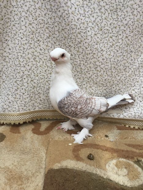  - 0000 Pui 2017 blondineti-blueti