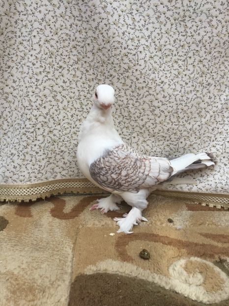  - 0000 Pui 2017 blondineti-blueti