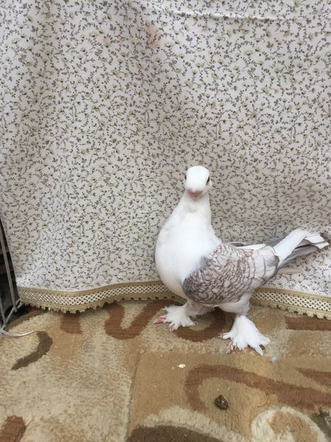  - 0000 Pui 2017 blondineti-blueti