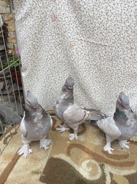  - 0000 Pui 2017 blondineti-blueti