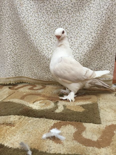  - 0000 Pui 2017 blondineti-blueti