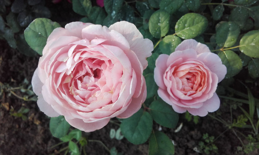  - QUEEN OF SWEEDEN David Austin 3