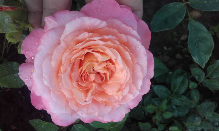  - AUGUSTA LUISE Tantau 3