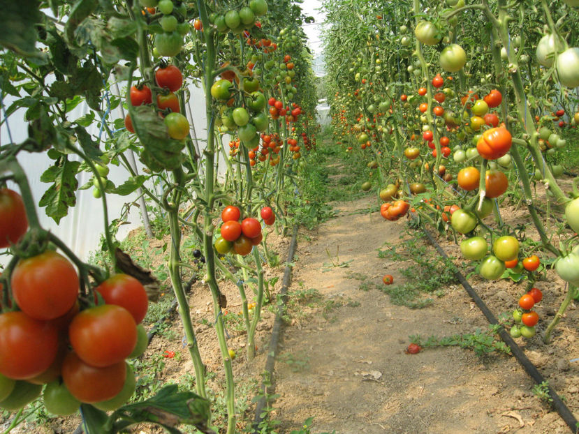  - IMAGINI 25 IULIE 2017