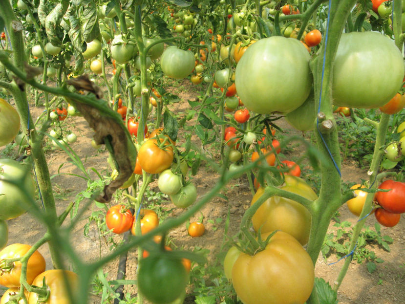  - IMAGINI 25 IULIE 2017