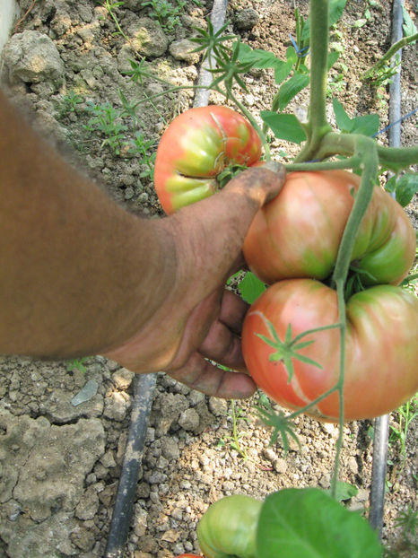  - ROSII URIASE de PLOPU