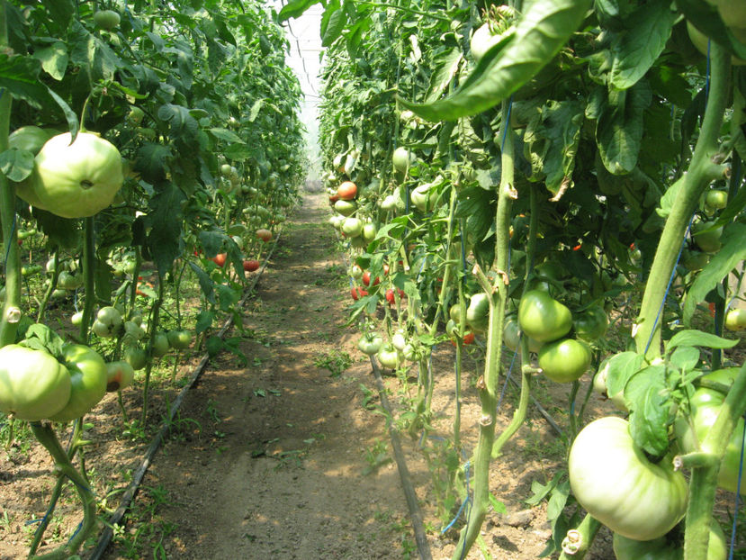  - IMAGINI 25 IULIE 2017