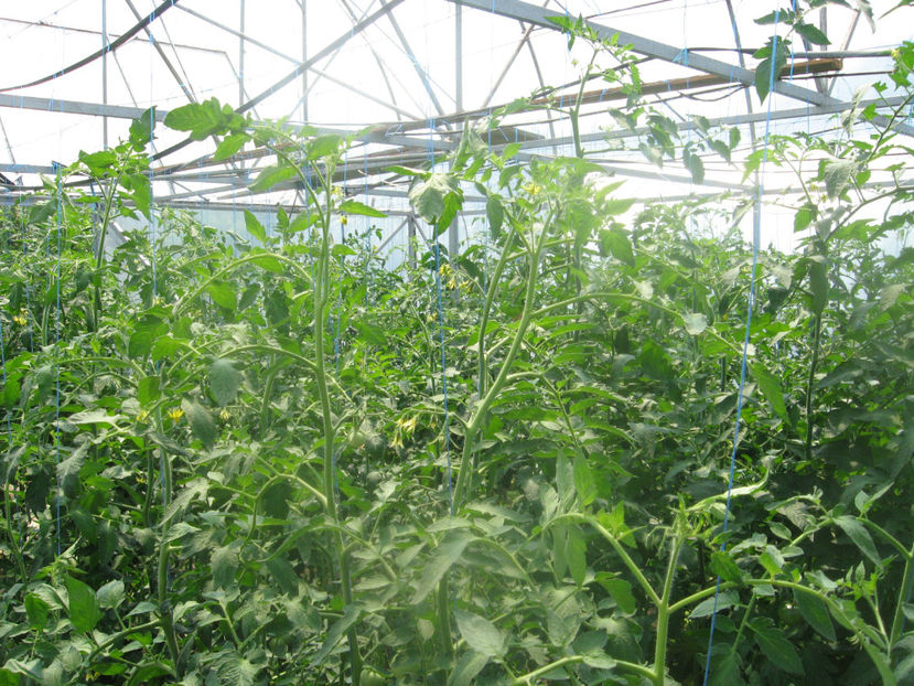  - IMAGINI 25 IULIE 2017