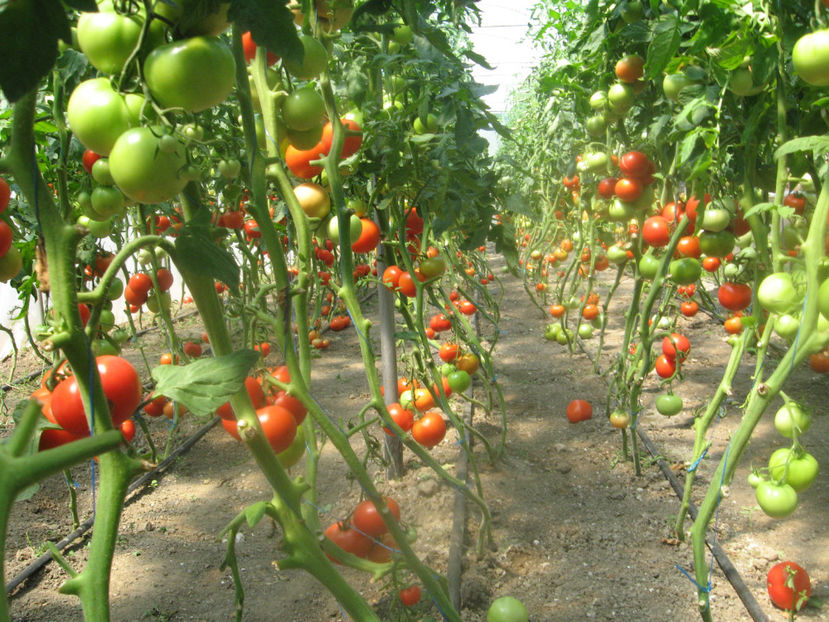  - IMAGINI 25 IULIE 2017