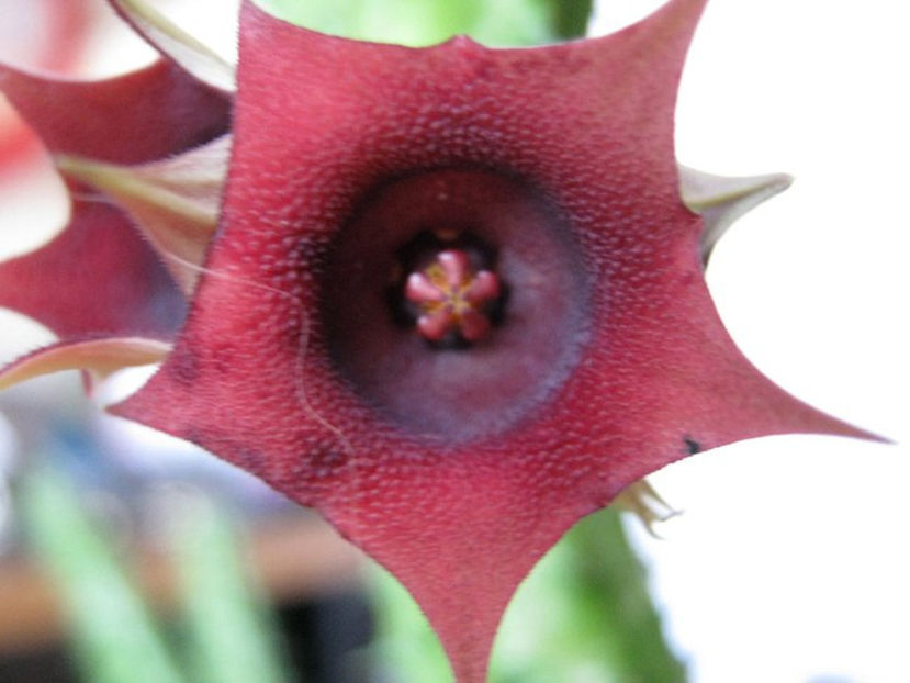 huernia schneideriana - 15 lei - Asclepiade vanzare