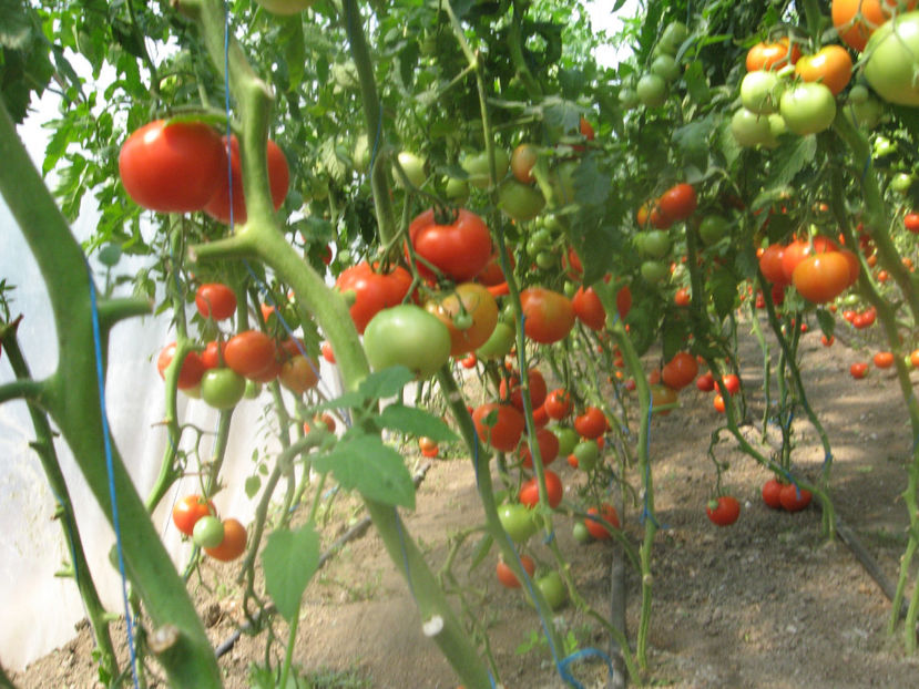  - IMAGINI 25 IULIE 2017