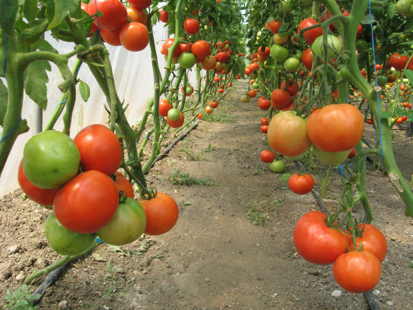  - IMAGINI 25 IULIE 2017