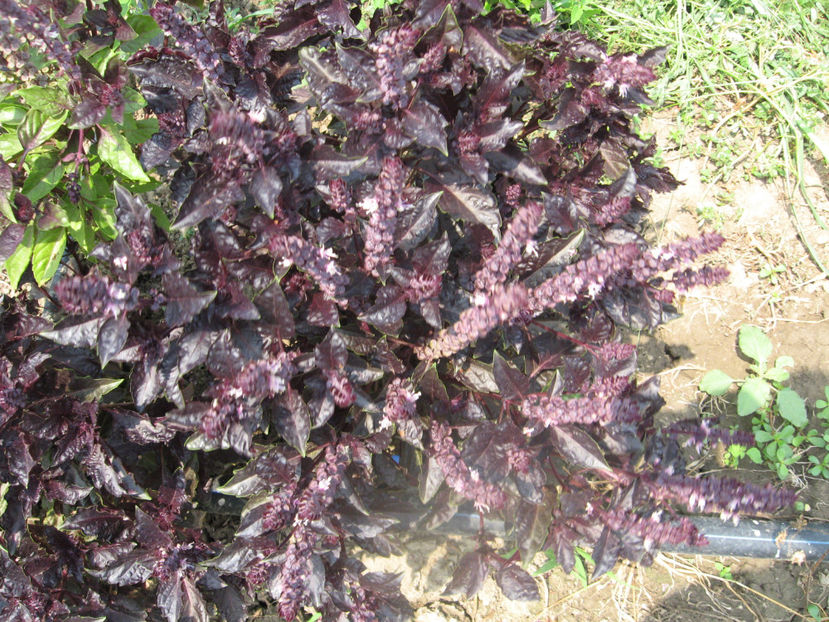 busuioc mov - IMAGINI 25 IULIE 2017