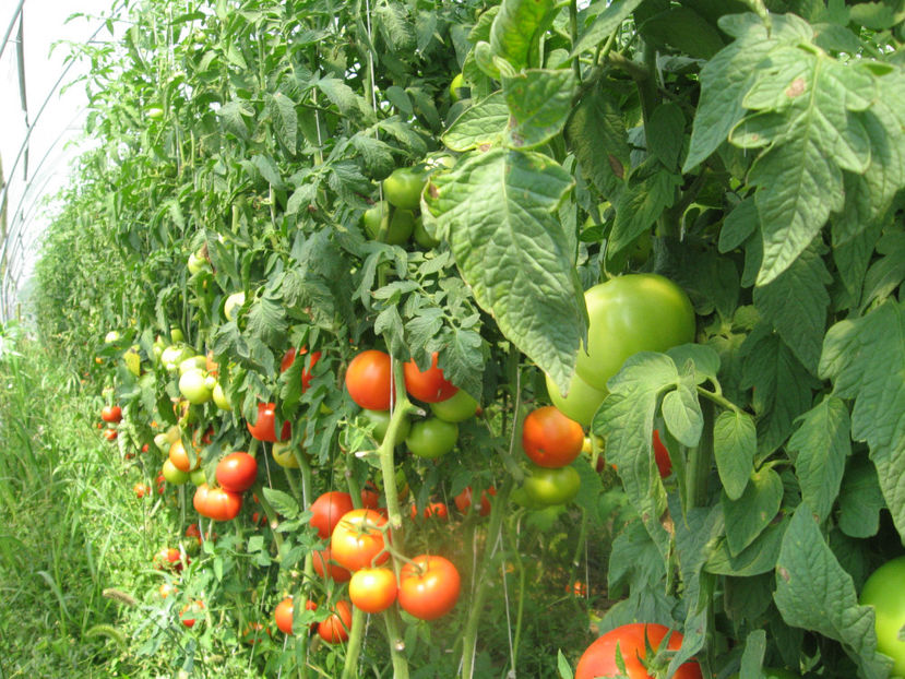  - IMAGINI 25 IULIE 2017