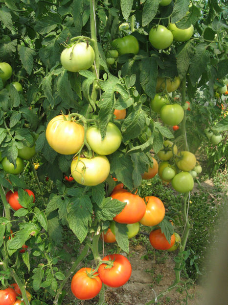  - IMAGINI 25 IULIE 2017