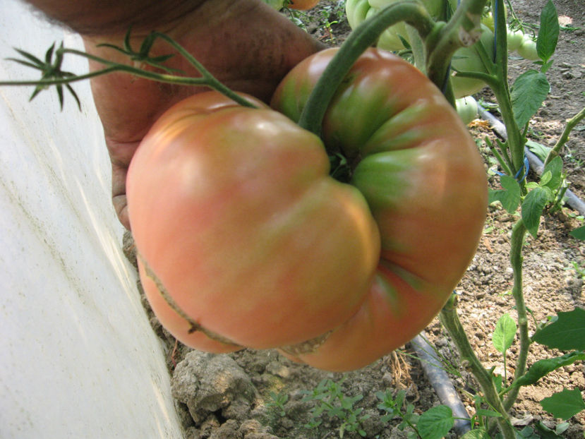  - ROSII URIASE de PLOPU