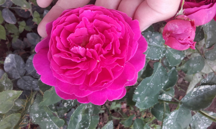  - MACBETH aka OTHELLO David Austin 2